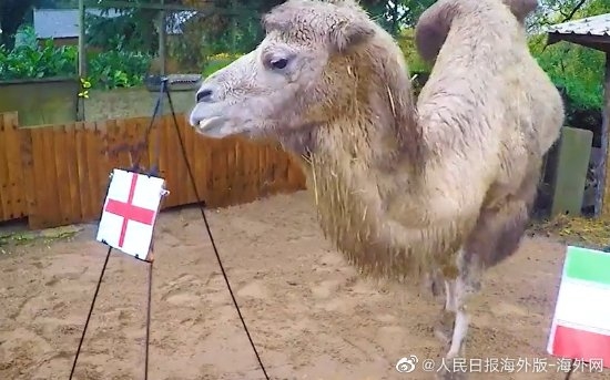 英国骆驼预测世界杯比赛结果:卡塔尔要输 - v2ra小站