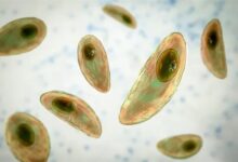 寄生虫界的“一哥”:所有温血动物都不放过 已感染20多亿人 - v2ra小站