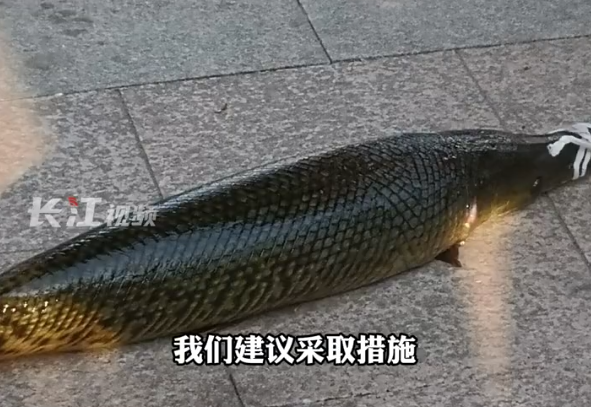 武汉一人工湖中鳄雀鳝被钓起 专家科普为何非抓不可：水中活物几乎通吃 - v2ra小站