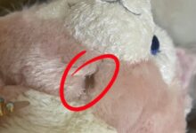 网友排队60多天才抢到的玲娜贝儿玩偶嘴歪眼斜 迪士尼不给换 - v2ra小站