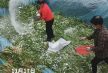 安徽一地村民腌制酸菜时穿鞋踩踏：网友纷纷表示没毛病 - v2ra小站