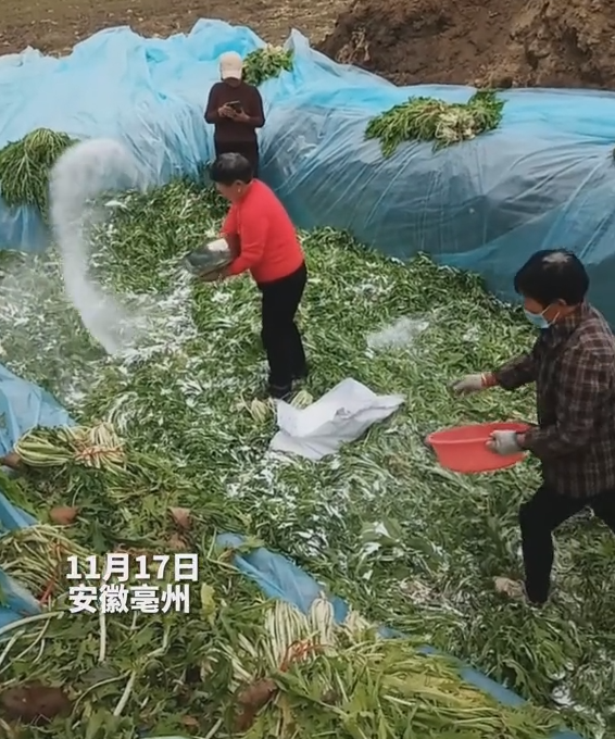 安徽一地村民腌制酸菜时穿鞋踩踏:网友纷纷表示没毛病 - v2ra小站