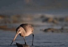 世界上飞最远的鸟:11天狂奔一万公里中间不停 饿了吃自己内脏 - v2ra小站