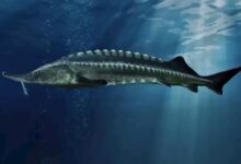 10条长江鲟遭到偷捕 还被吃了三条！网友：可真刑 - v2ra小站