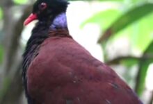 没灭绝！鸟中“独角兽”时隔140年再现身：研究员狂喜 - v2ra小站