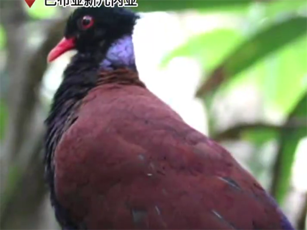 没灭绝!鸟中“独角兽”时隔140年再现身:研究员狂喜 - v2ra小站