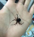 比响尾蛇毒10多倍！中国第一次截获