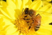 你在公园里看到的蜜蜂 可能是一只苍蝇 简直一模一样 - v2ra小站