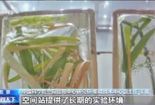 中国空间站的水稻成熟了!完成世界首次太空水稻全生命周期培育 - v2ra小站