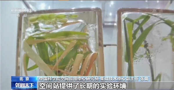 中国空间站的水稻成熟了!完成世界首次太空水稻全生命周期培育 - v2ra小站
