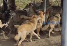 跨越物种的友情！内蒙古一男子7年与数百匹狼同吃同住成狼王 - v2ra小站