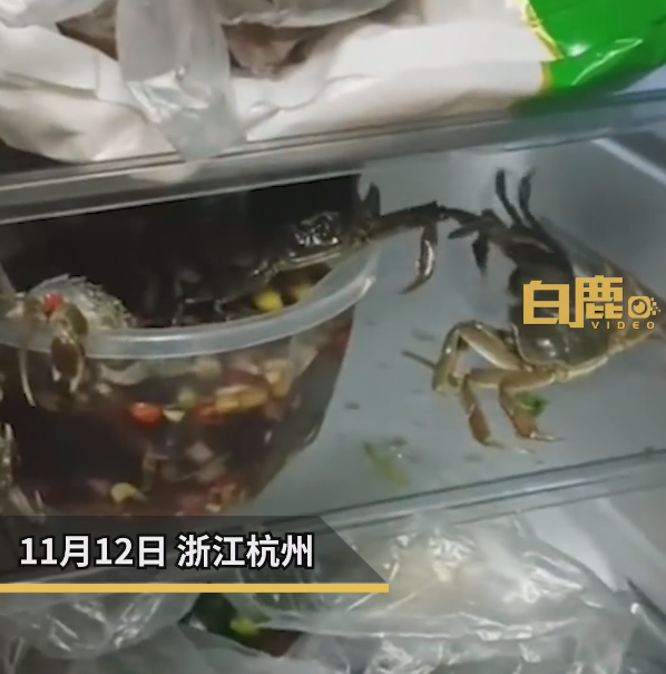 女子自制生腌蟹：没想到3小时后螃蟹越狱乱爬 没下去口 - v2ra小站