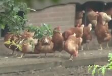 禽流感爆发日本扑杀137万只鸡:史上规模最大 - v2ra小站