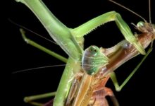 母螳螂交配后会吃丈夫:公螳螂为啥不反抗呢? - v2ra小站