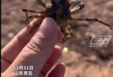 啥？青岛海边能捡到帝王蟹引围观 网友称赚大 专家解答：不是帝王蟹 - v2ra小站