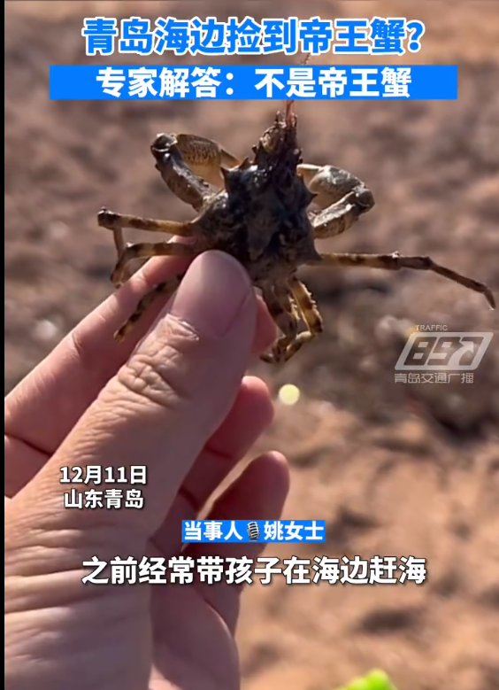 啥?青岛海边能捡到帝王蟹引围观 网友称赚大 专家解答:不是帝王蟹 - v2ra小站