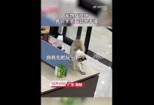 猫咪摔坏12万翡翠手镯被连夜送走引争议 网友吐槽视频太假 - v2ra小站