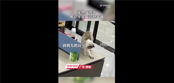 猫咪摔坏12万翡翠手镯被连夜送走引争议 网友吐槽视频太假 - v2ra小站