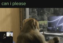 猴子能用脑机接口打字了？这是要搞出猩球崛起？ - v2ra小站