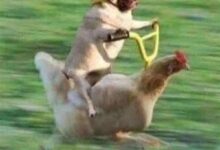 四款国产机皇本月发布:小米、华为、OPPO、iQOO哪款更强 - v2ra小站