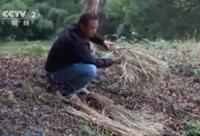 断崖式降温冻傻浙江9000多条扬子鳄:迅速进入完全冬眠 - v2ra小站