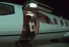 玩蛇被毒死、偷水被砸死、跳水被淹死 今年最强寻死王来了 - v2ra小站