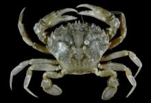 达尔文错了？螃蟹竟在地球上出现了5次 - v2ra小站