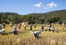 曾经缔造玛雅文明!为什么玉米的产量世界第一? - v2ra小站