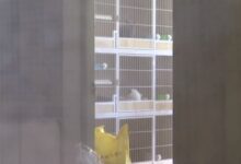 女子家里养10多只猫臭到邻居不敢开窗 网友：或为后院猫、专坑买家 - v2ra小站