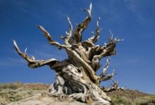 最古老的树已经活了5000多岁:其实它们根本不会老 - v2ra小站