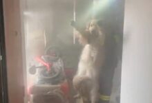 消防员火场拎出一脸生无可恋狗子 官方提醒：烘烤衣物切勿外出 - v2ra小站