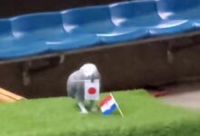 日本神嘴鹦鹉冲上微博热搜榜:预测日本晋级 - v2ra小站