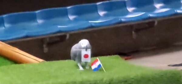 日本神嘴鹦鹉冲上微博热搜榜:预测日本晋级 - v2ra小站