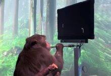 曾被指控虐猴 马斯克旗下脑机公司预计6个月内人体试验 - v2ra小站