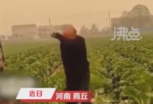 大叔因500斤白菜卖30元痛哭系摆拍:网友怒斥摧毁诚信 - v2ra小站