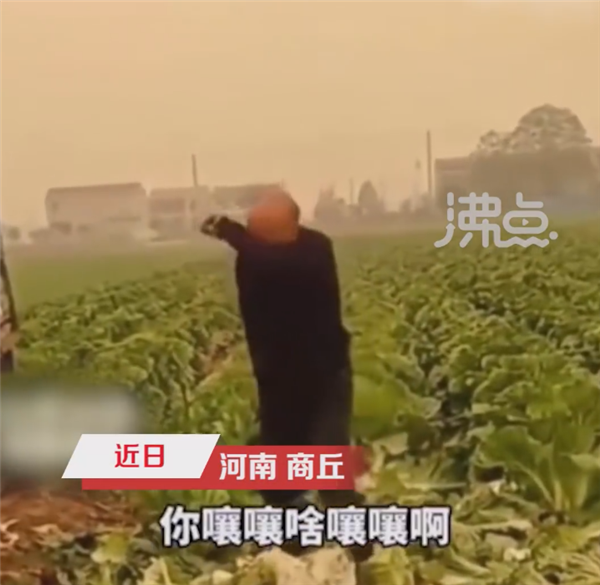 大叔因500斤白菜卖30元痛哭系摆拍:网友怒斥摧毁诚信 - v2ra小站