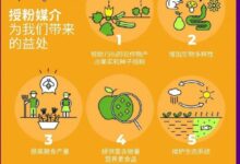 50年来 寿命减少一半！蜜蜂消失会导致人类灭绝吗？ - v2ra小站