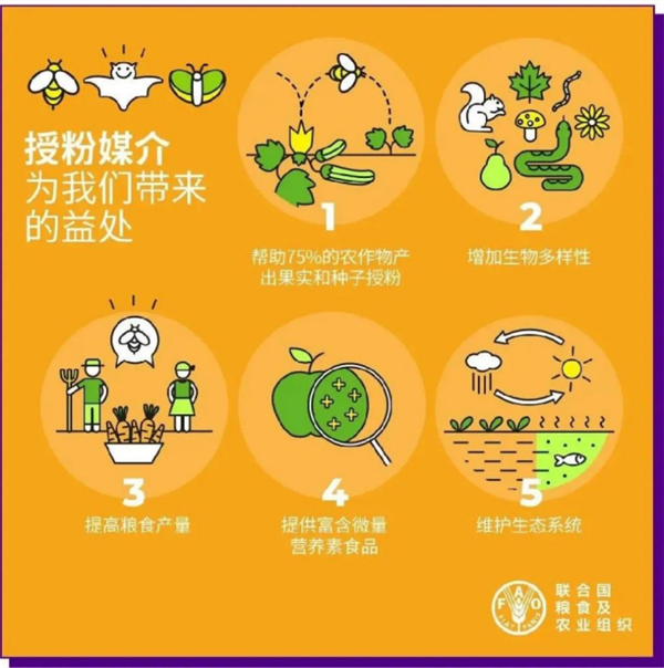 50年来 寿命减少一半!蜜蜂消失会导致人类灭绝吗? - v2ra小站