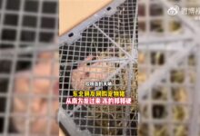 东北市民网购宠物猪收到已冻僵 网友唏嘘：一个敢买一个敢发 - v2ra小站
