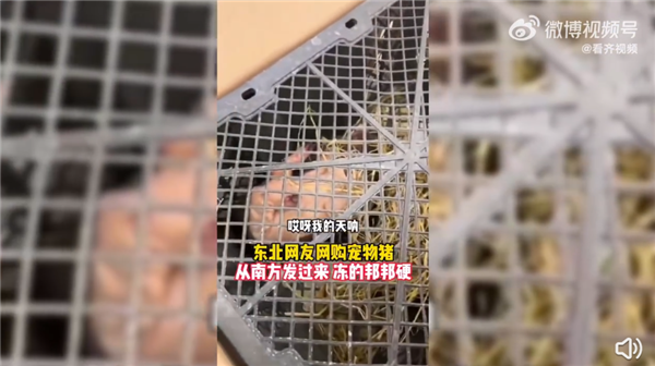 东北市民网购宠物猪收到已冻僵 网友唏嘘:一个敢买一个敢发 - v2ra小站