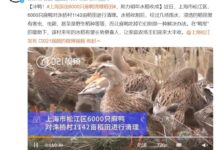 鸭鸭助攻!上海派出6000只麻鸭清理稻田害虫 - v2ra小站
