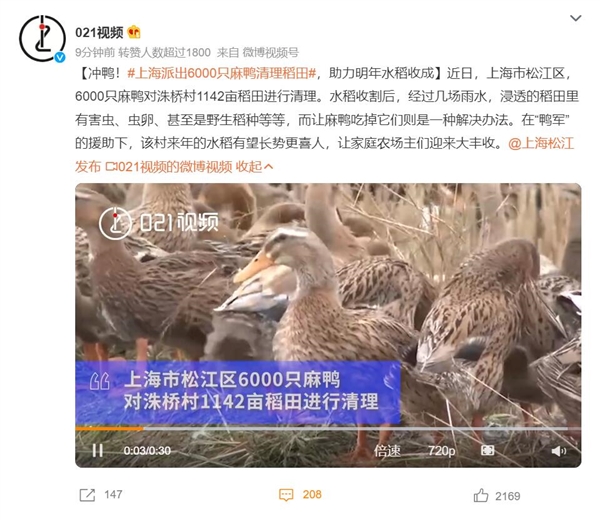鸭鸭助攻!上海派出6000只麻鸭清理稻田害虫 - v2ra小站