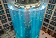 世界上最大的鱼缸今日突然破裂：100万升水泄露 1500条鱼死亡 - v2ra小站