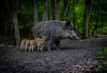 陕西一地野猪泛滥 抓一头奖励2500元：必须用猎犬捕猎 - v2ra小站