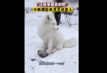 男子喂养山中白狐收到灵芝馈赠:真这么灵性?有人质疑摆拍 - v2ra小站