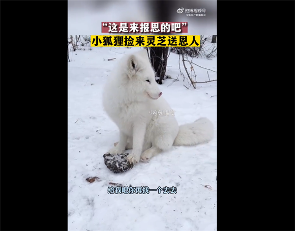 男子喂养山中白狐收到灵芝馈赠：真这么灵性？有人质疑摆拍 - v2ra小站