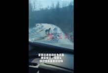 女子误把二哈当狼哭着报警 网友笑趴：哈士奇遇到伯乐了 - v2ra小站