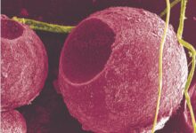 糖醋排骨里竟然藏着