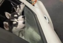 女子打包17只哈士奇回老家过年 网友：带了一支拆迁队 - v2ra小站