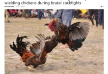 印度斗鸡活动现场出意外:公鸡受惊误杀两人 - v2ra小站